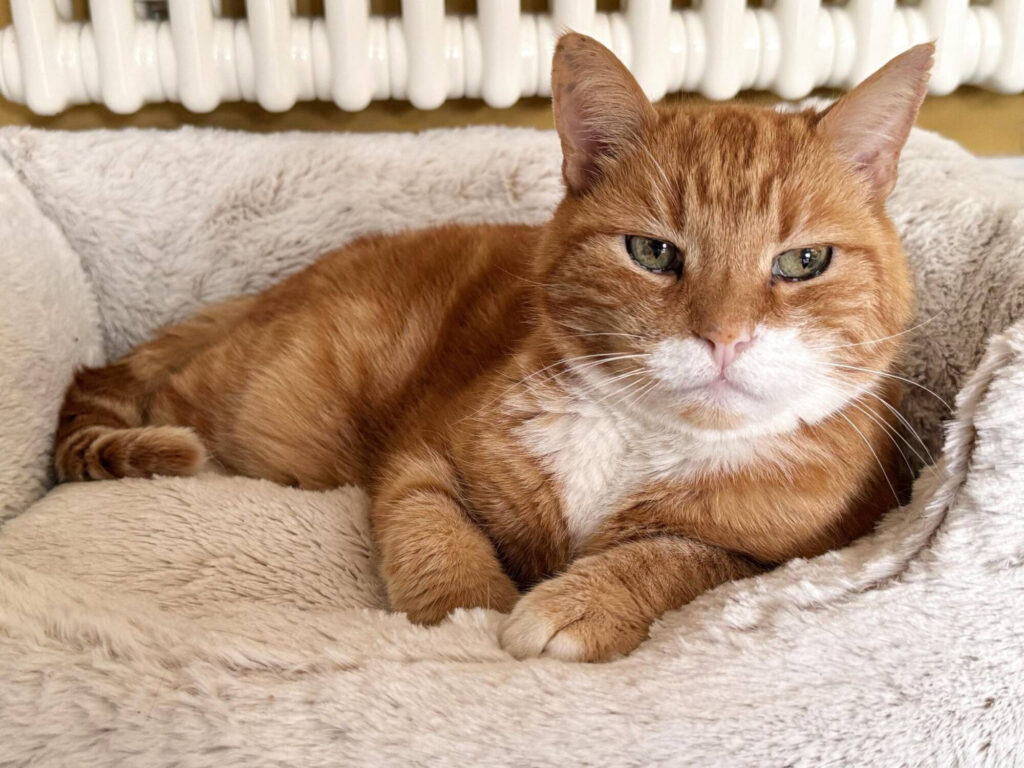 A ginger and white cat on a radiator bed