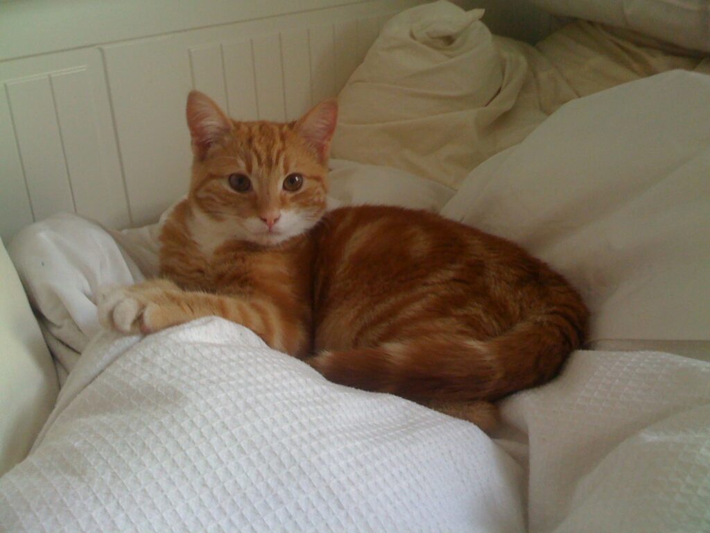 Charlie aged 4 months, May 2009