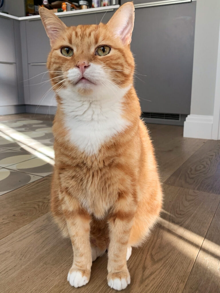 A ginger and white cat sitting neatly in the kitchen