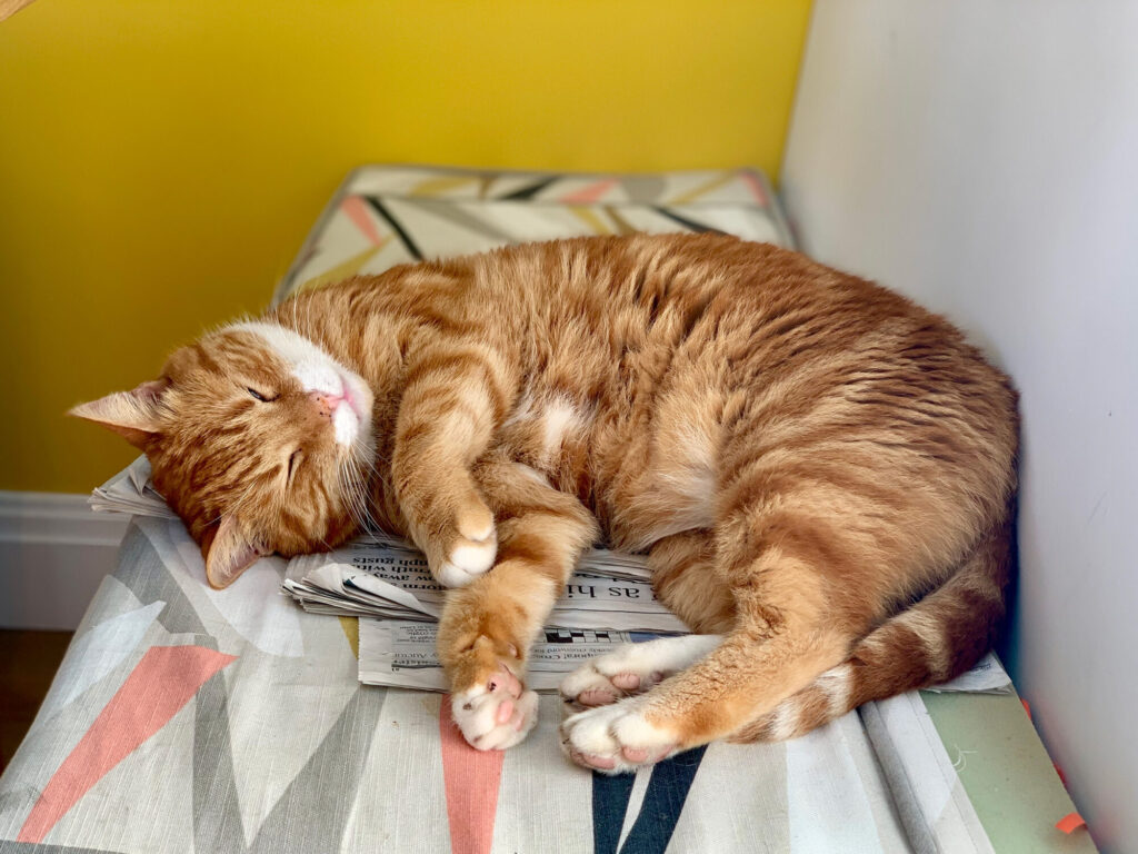 A ginger and white cat curled up asleep on some newspaper