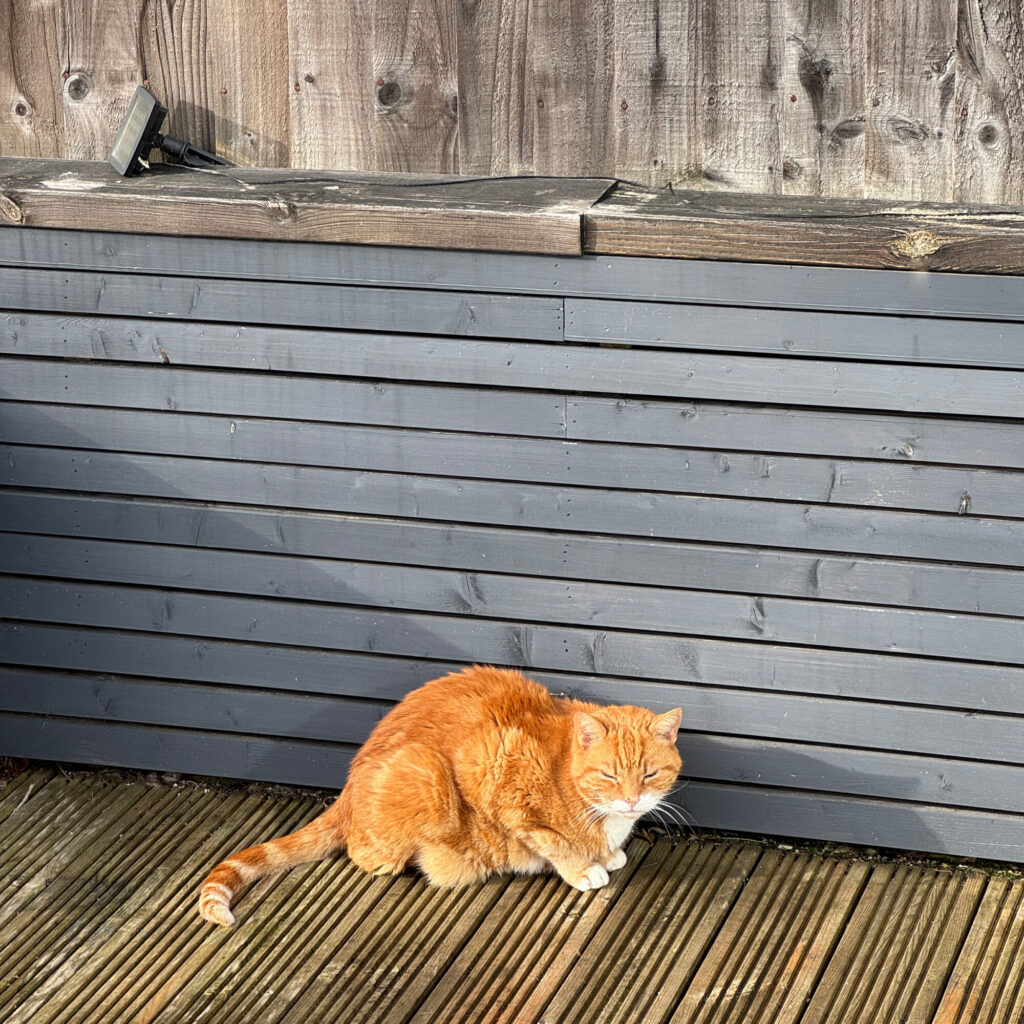 A ginger and white cat outside on some decking in warm sunlight